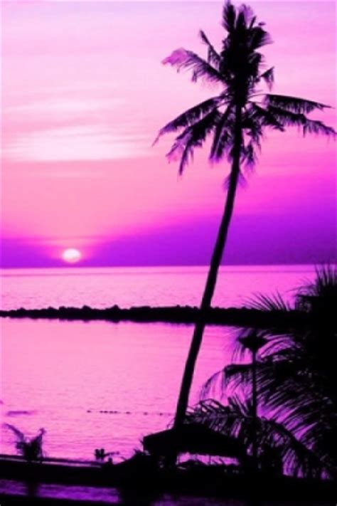 Download Pink Palm Tree Wallpaper Gallery