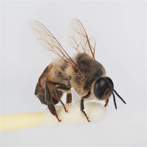 filedrone bee  image macro stackjpg wikimedia commons