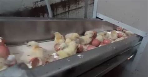 this shocking footage of male chicks being killed is totally above