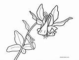 Spring Flowers Coloring Columbine Blossoms Beautiful Enjoy Two Some Click sketch template