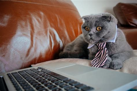 Funny Photos Of Cats “working From Home” Reader S Digest Canada