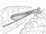 Damselfly Coloring Australian Pages Coloringbay sketch template