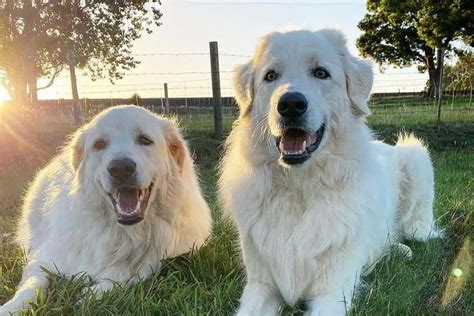 great pyrenees lab mix size cost traits care  world  dogz