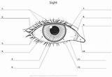 Coloring Pages Anatomy Eye sketch template