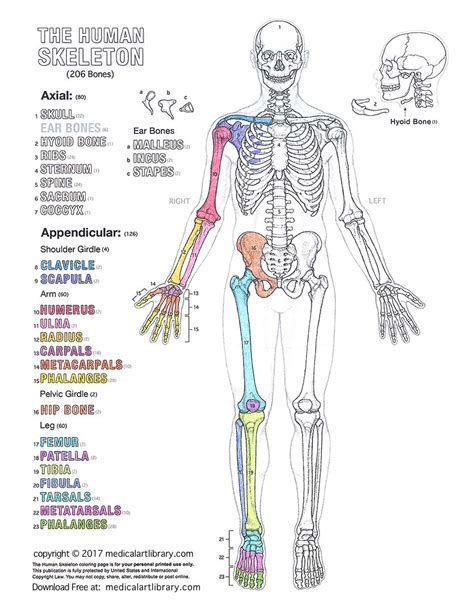 human skeleton coloring page medical art library