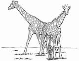 Giraffe Ausdrucken Giraffen Coloring Kostenlos Malvorlage Malvorlagen Drucken Säugetiere Besuchen sketch template
