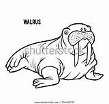 Walrus Piel sketch template