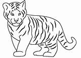 Harimau Anak Mewarna Ringkasan Diberikan Webtech360 sketch template