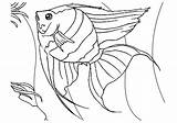 Angelfish Mewarnai Ikan Ambush Predators sketch template