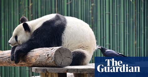 Panda Plucking And Splashing Around Tuesday S Best Photos