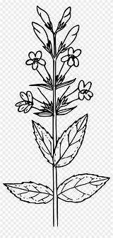Seed Piante Twig Senape Botany Pianta Cumin Pngkey sketch template