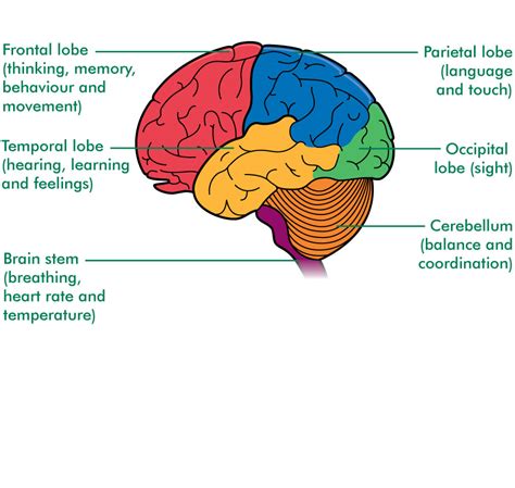 glands   brain diagram