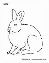 Hare Printable Coloring Firstpalette Templates Pages sketch template