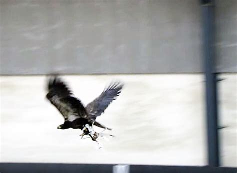 police train eagles  snatch unauthorized drones   sky