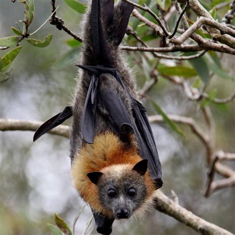 dont touch flying foxes  echo