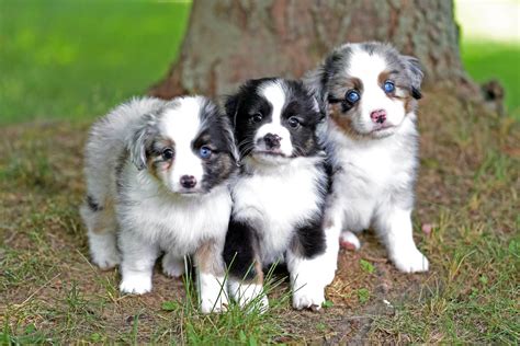 dog breeds toy australian shepherd wow blog