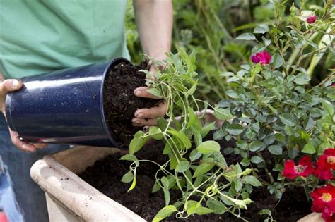 Rose And Clematis Pot Display Bbc Gardeners World Magazine