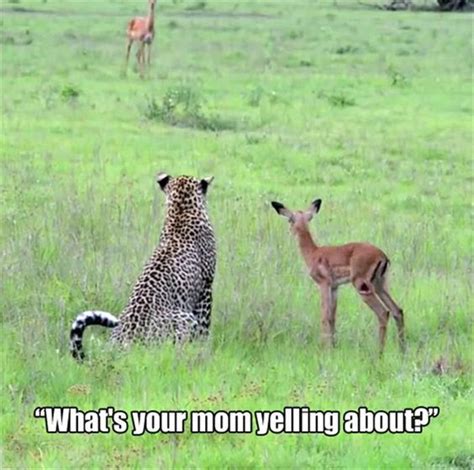 luxury funny animal joke pictures hilarious pets pictures