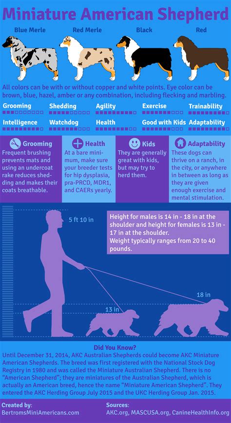 miniature american shepherd infographic