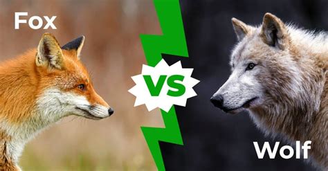 fox  wolf  top  differences   grey  red canids