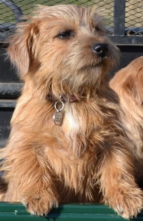 norfolk terrier  yorkshire terrier breed comparison