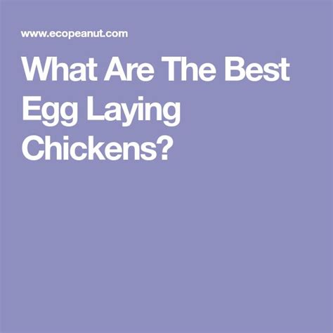 10 Best Egg Laying Chickens [up To 300 Eggs Yearly] Laying Chickens