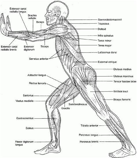 anatomy  physiology  coloring pages coloring home