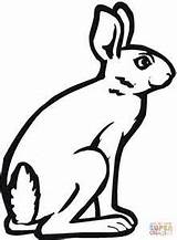 Coloring Hare Jackrabbit Rabbit Jack Pages Bunny Arctic Drawing Printable Clipart Drawings 31kb 300px Clipartmag Categories Silhouettes sketch template