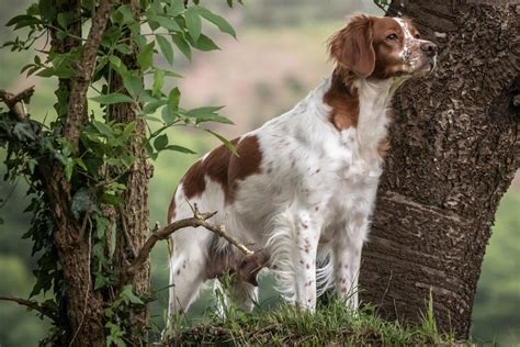 hunting dog profile  spunky  packable american brittany gearjunkie