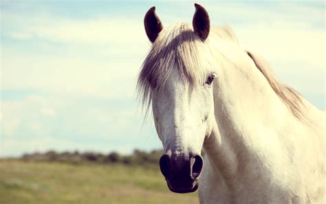 white horse wallpapers pictures images