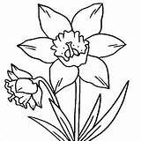 Daffodil Daffodils Clipartmag sketch template