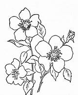 Kwiaty Kolorowanki Druku Darmowe sketch template