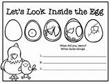 Hatching Eggs Chicks Printables Preschool sketch template