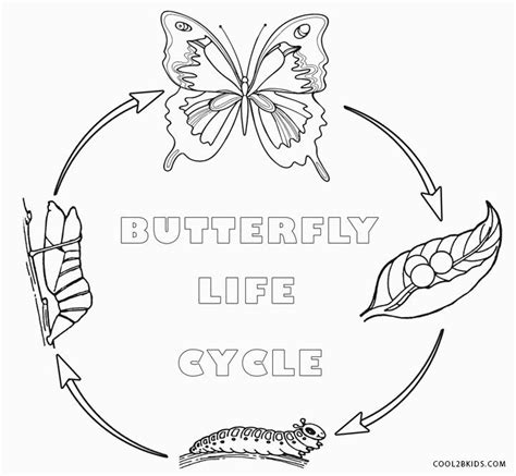 coloring pages butterfly life cycle coloring home