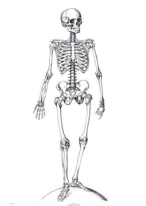 unlabeled diagram   human skeleton unlabeled diagram   human skeleton diagram