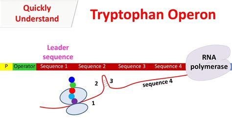 tryptophan operon youtube