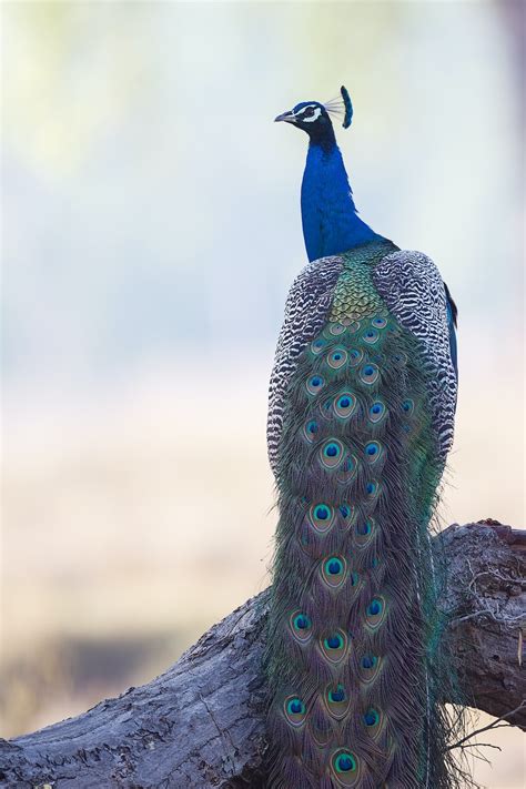 peacock pictures hd   images  unsplash
