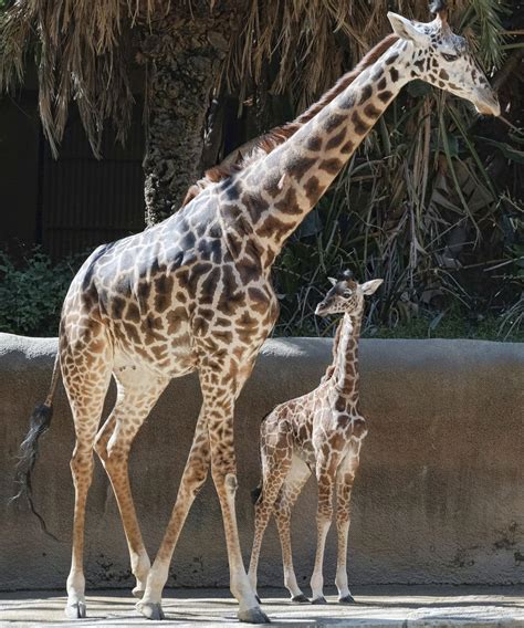 los angeles zoo unveils baby giraffe