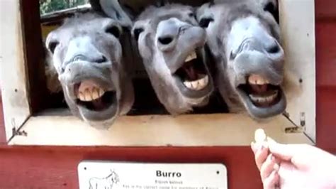 dumpert lachen met ezels