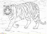 Tigre Bengala Bengal Coloriage Mewarnai Harimau Adults Colorir Tigres Supercoloring Imprimer Marimewarnai Tigers Imprimir Bengals Stampare Blanc Paud Colorier Cp sketch template