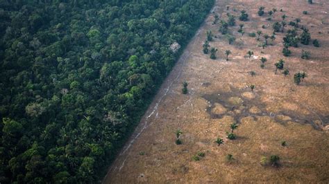 amazon rainforest  nearing critical tipping point grist