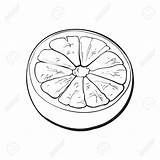 Grapefruit Orange Half Drawing Slice Sketch Vector Ripe Cut Clip Getdrawings Drawn Illustrations Pink Mandarin Apple Similar sketch template