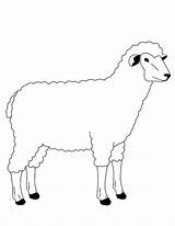 Mouton Sheep Coloriages Colorier sketch template