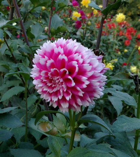 fuzzy wuzzy dahlia flowers fuzzy wuzzy