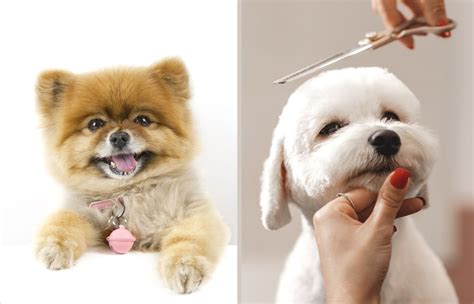 dog grooming styles airtasker