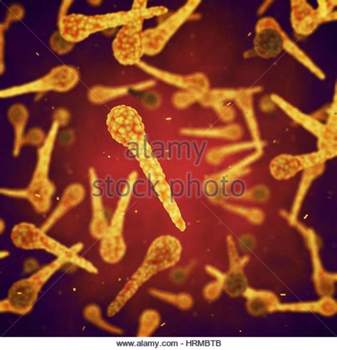 clostridium tetani stock  clostridium tetani stock