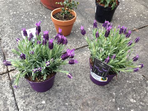 potted french lavender  growing  bbc gardeners world magazine