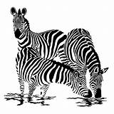 Zebre Coloriage Cebra Zebres Zèbre Colorier Zebras Tete Imprimer sketch template