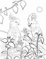 Cockatoo Coloring Pages Popular Getdrawings Designlooter sketch template