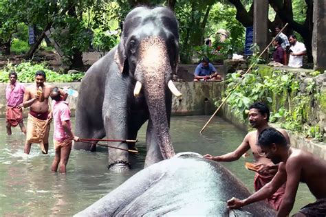 india   rare elephant spa     jealous  elephants